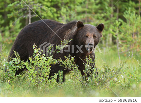 Wild brown bear (Ursus arctos) 69868816