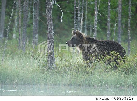Wild brown bear (Ursus arctos) 69868818