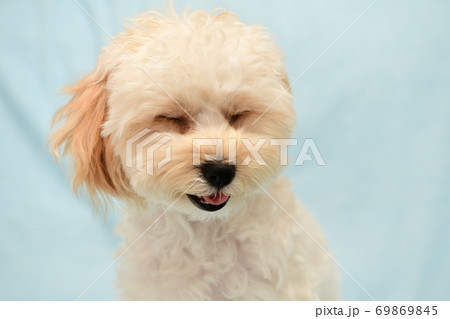 マルプー 69869845