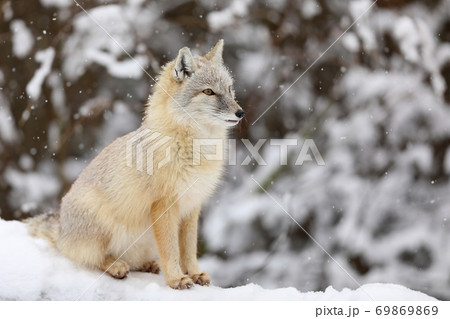 Corsac Fox, Vulpes corsac, in the nature habitat, found in Central Asia. 69869869