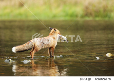 Male of red fox with fish in the water - Vulpes vulpes 69869870
