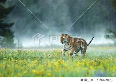 Siberian tiger in beautiful habitat. Amur tiger running in the grass. Flowered meadow with danger animal. Wildlife Russia. Siberian tiger in beautiful habitat. Amur tiger running in the grass. Flowered meadow with danger animal. Wildlife Russia. 69869871