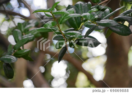 ヒイラギモチ ヒイラギモチ 69869888