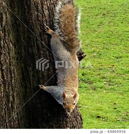 リージェントパークの木登りリス 69869956