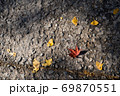 秋 落葉 葉 69870551