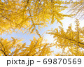 紅葉 秋 イチョウ 69870569