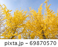 紅葉 秋 イチョウ 69870570