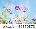 秋 コスモス 花 69870573