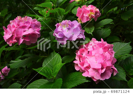 あじさいの道 足羽山公園 福井市 福井県 日本の写真素材