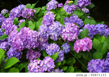 あじさいの道 足羽山公園 福井市 福井県 日本の写真素材