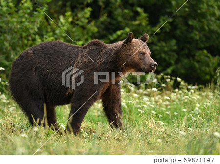 Wild brown bear (Ursus arctos) Wild brown bear (Ursus arctos) 69871147