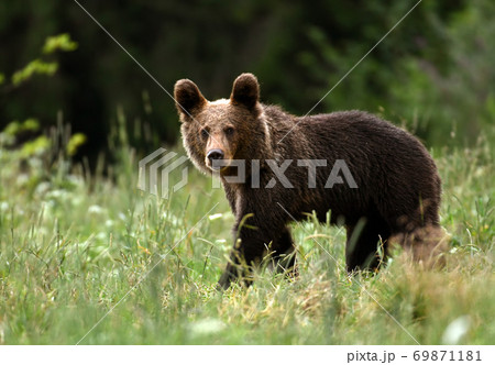 Wild young brown bear (Ursus arctos) Wild young brown bear (Ursus arctos) 69871181