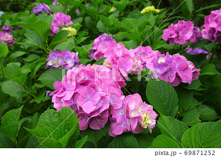 あじさいの道 足羽山公園 福井市 福井県 日本の写真素材