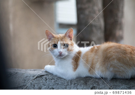 Look of a white and red cat. Look of a white and red cat. 69871436