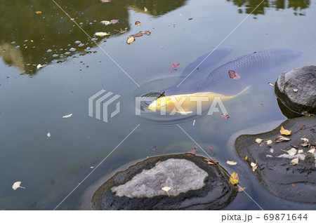東京都千代田区日比谷にある公園の池にいる金色の鯉の写真素材