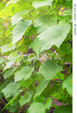 Row of young grapevine on a sunny day close up. New planting of grapes - mass cultivation. Row of young grapevine on a sunny day close up. New planting of grapes - mass cultivation. 69872016