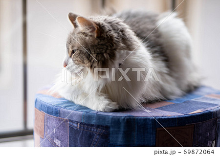 クッションの上でくつろぐ猫 69872064