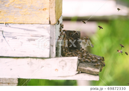 swarm of bees 69872330
