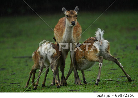 奪い合い 奪い合い 69872356