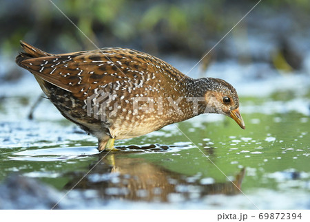 Spotted crake (Porzana porzana) Spotted crake (Porzana porzana) 69872394