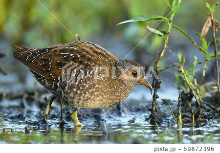 Spotted crake (Porzana porzana) Spotted crake (Porzana porzana) 69872396