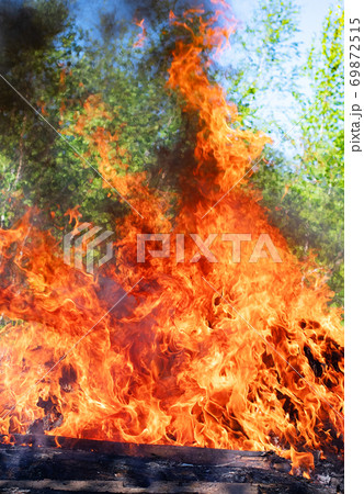 forest fire 69872515