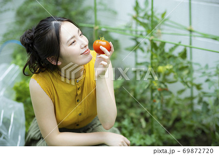 家庭菜園 トマト 家庭菜園 トマト 69872720
