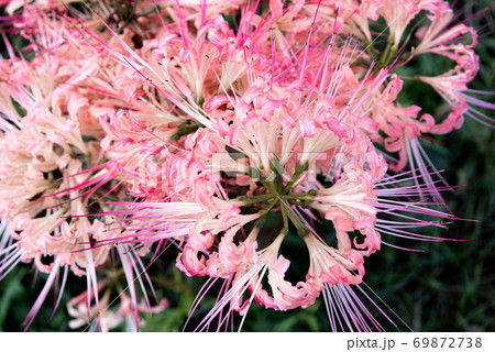 ピンク色の彼岸花の写真素材
