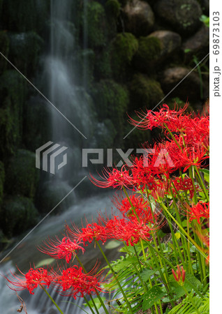 小川に咲く彼岸花 69873103