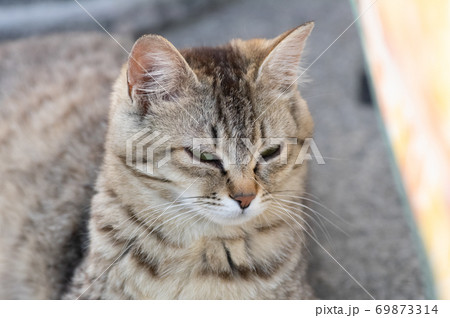 眠そうな猫 眠そうな猫 69873314