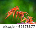 楓 カエデ メープル 69873377