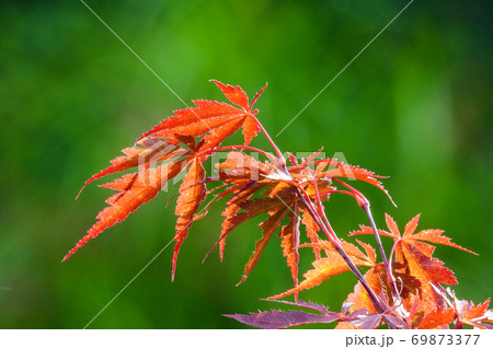 楓 カエデ メープル 69873377