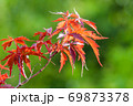 楓 カエデ メープル 69873378