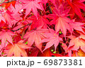 楓 カエデ メープル 69873381