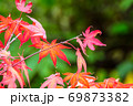 楓 カエデ メープル 69873382