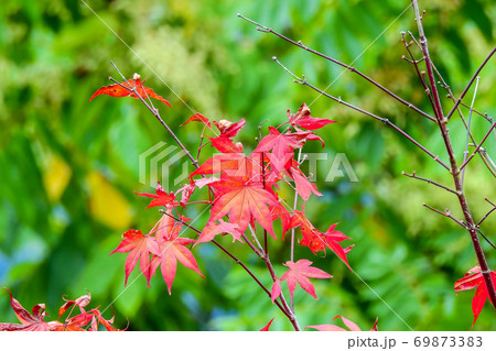 楓 カエデ メープル 69873383