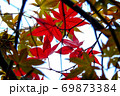 楓 カエデ メープル 69873384
