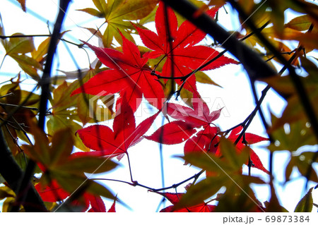 楓 カエデ メープル 69873384