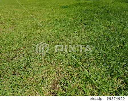 芝生 植物 緑 69874990