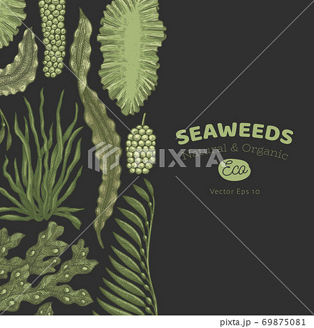 Seaweed color design template. Hand drawn vector seaweeds illustrations on dark background. Engraved style sea food banner. Retro sea plants background 69875081