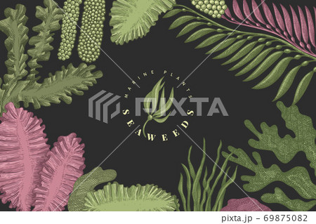 Seaweed color design template. Hand drawn vector seaweeds illustrations on dark background. Engraved style sea food banner. Retro sea plants background 69875082
