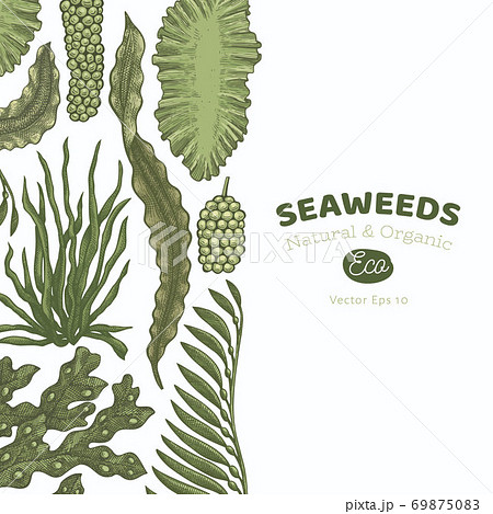 Seaweed color design template. Hand drawn vector seaweeds illustration. Engraved style sea food banner. Retro sea plants background 69875083