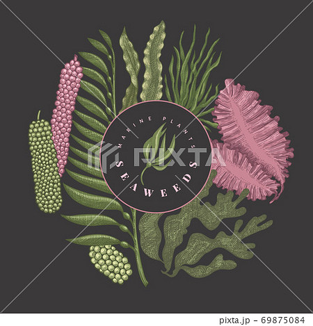 Seaweed color design template. Hand drawn vector seaweeds illustrations on dark background. Engraved style sea food banner. Retro sea plants background 69875084