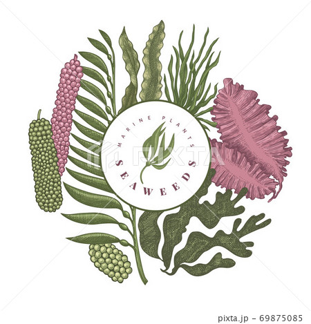 Seaweed color design template. Hand drawn vector seaweeds illustration. Engraved style sea food banner. Retro sea plants background 69875085