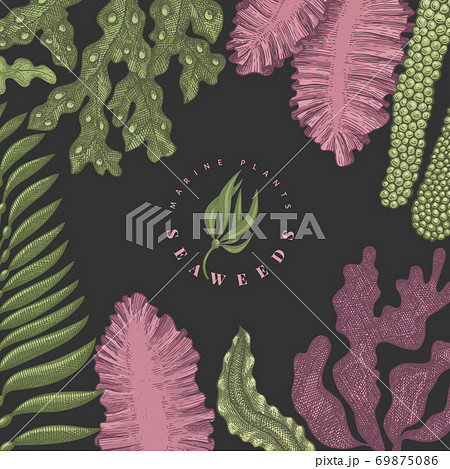 Seaweed color design template. Hand drawn vector seaweeds illustrations on dark background. Engraved style sea food banner. Retro sea plants background 69875086