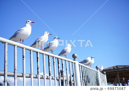 鳥　海　鳥の整列 69875087