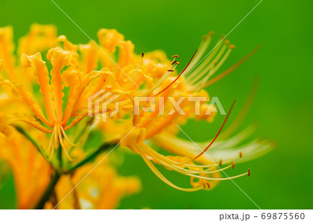 彼岸花 彼岸花 69875560