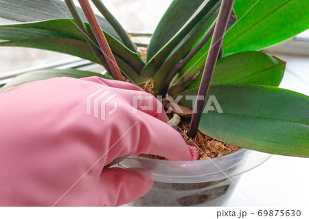 Woman hand pink glove taking care of domestic home 69875630