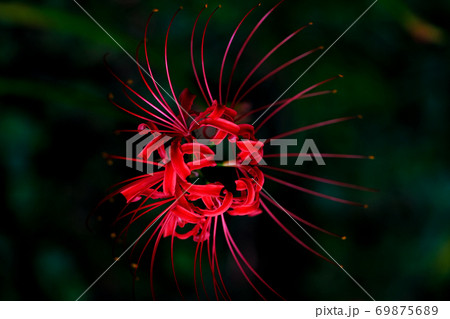 彼岸花 彼岸花 69875689