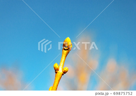 Swollen lilac Bud branch against clear blue sky 69875752